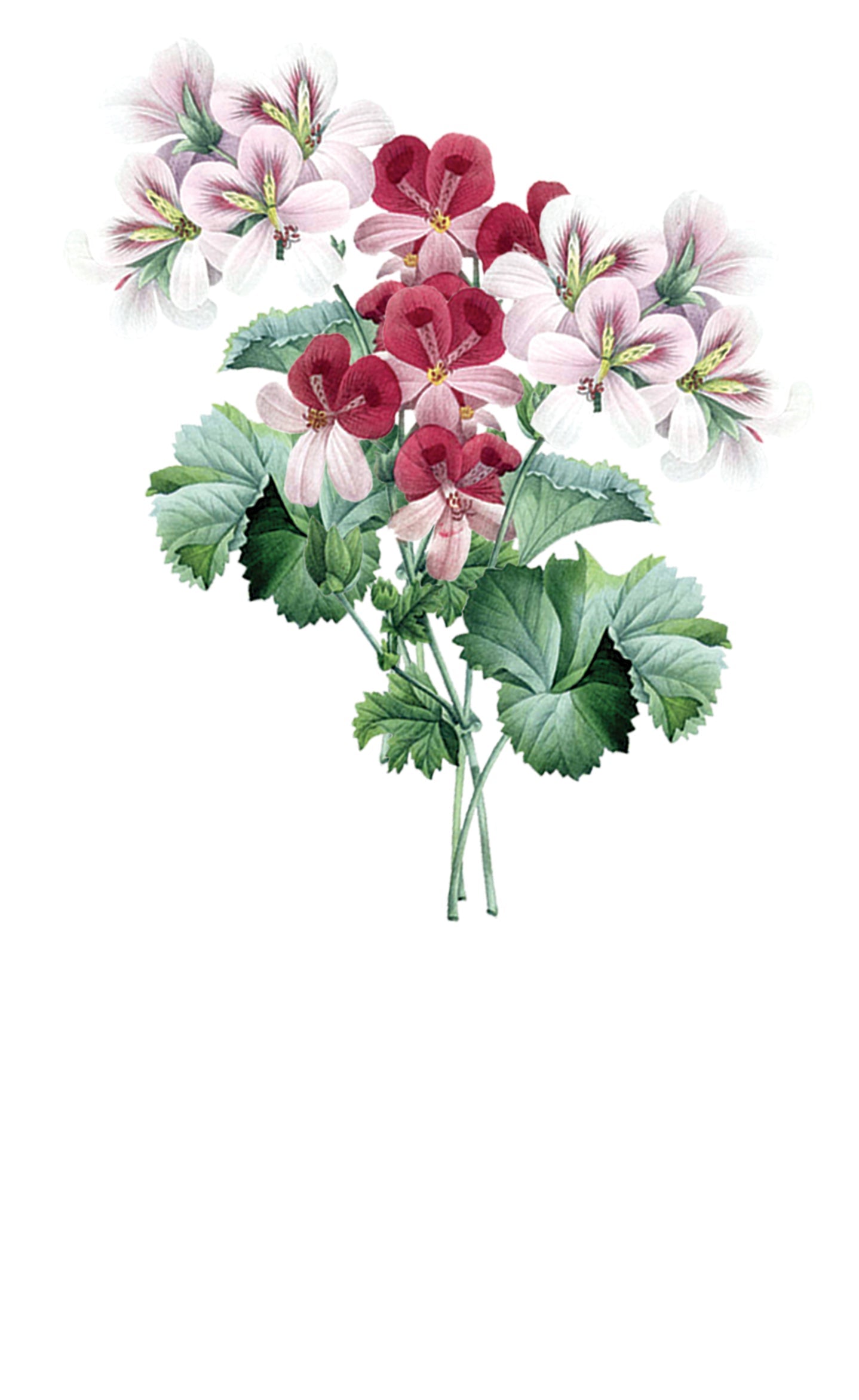 Jessica Debut E-Invite