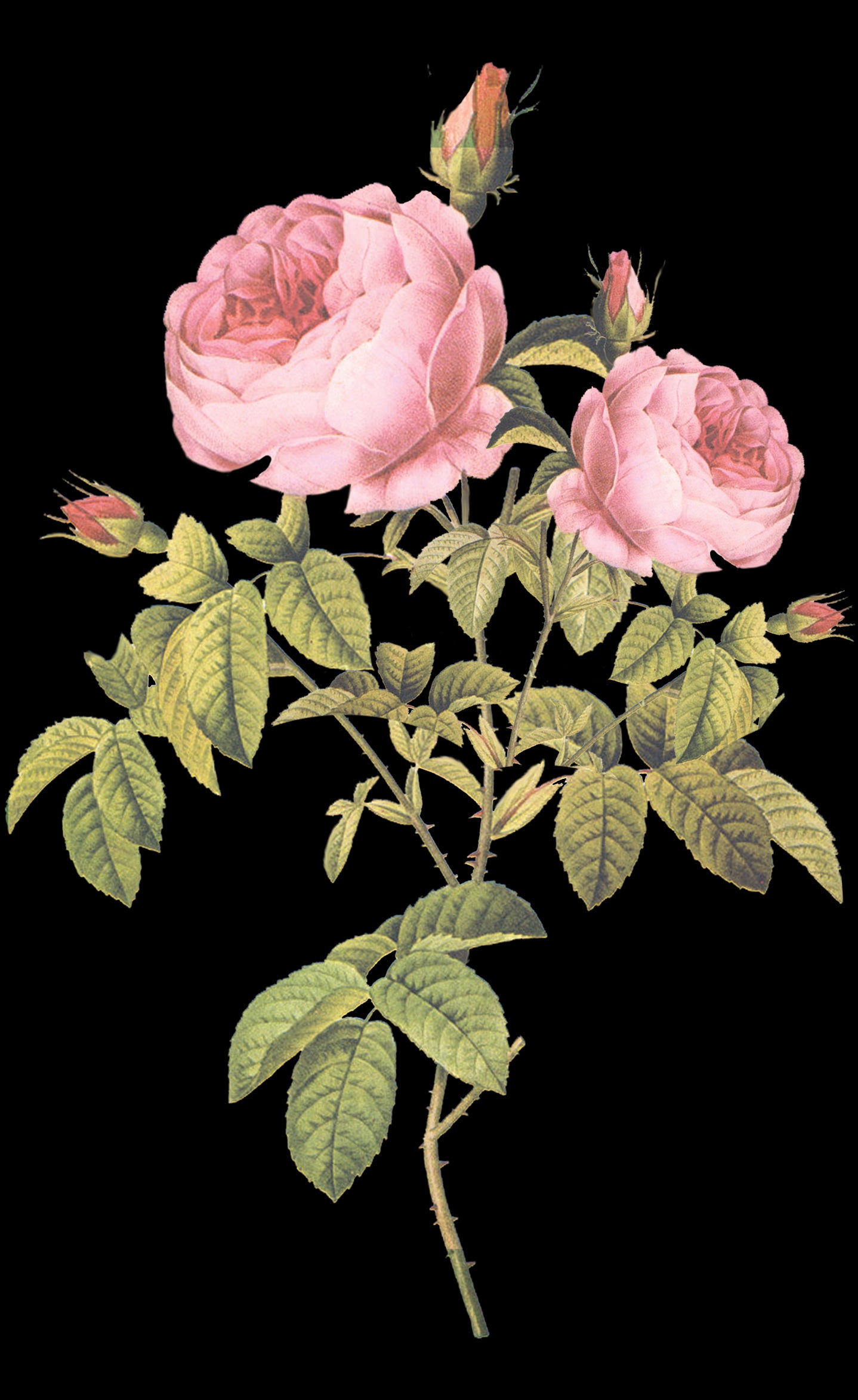 Isabelle Debut Invitation